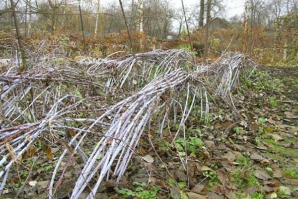 überwinternde Pflanzen
