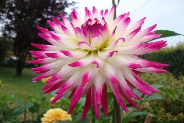 mittelgroße Bordsteine