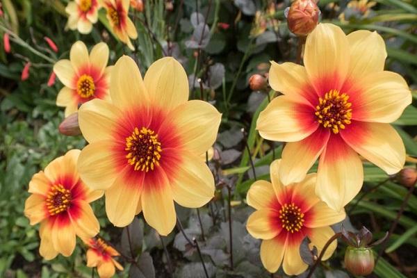 internationale Anemone