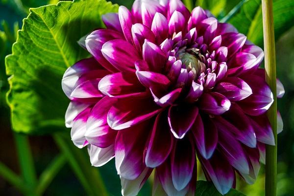 lila Blütenblätter