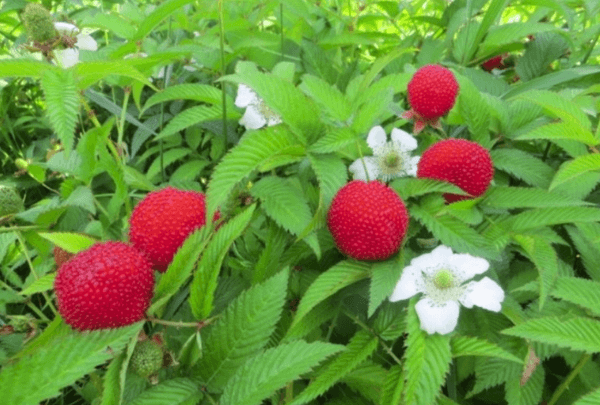Himbeeren auf dem Feld
