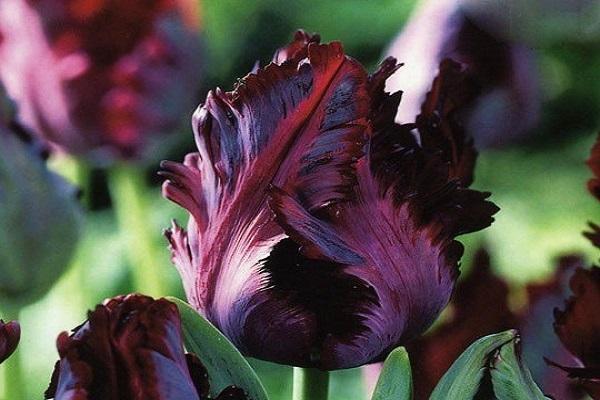 schwarze Tulpe