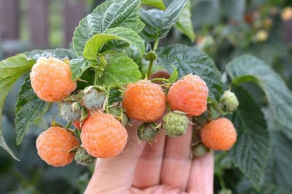 Früchte werden gelb