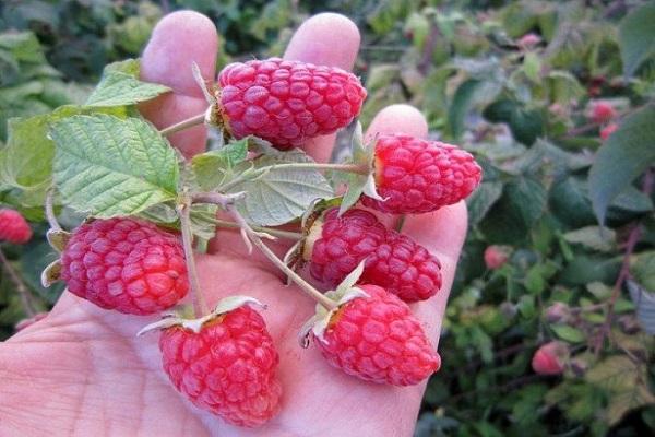 Beeren reparieren