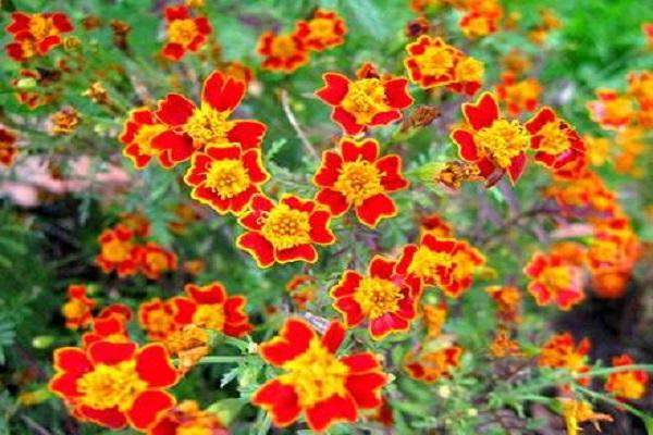 Harmonie de Farbenklane