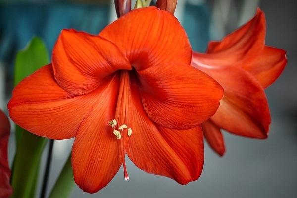 sélection asiatique