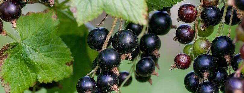 Johannisbeergrüner Dunst