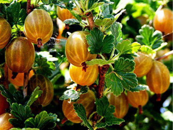 Stachelbeer Bernstein