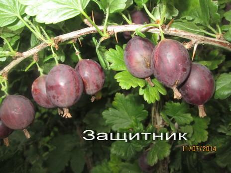 Stachelbeer-Verteidiger