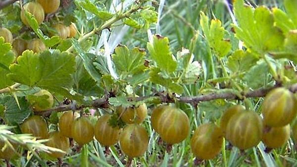 Stachelbeer Bernstein