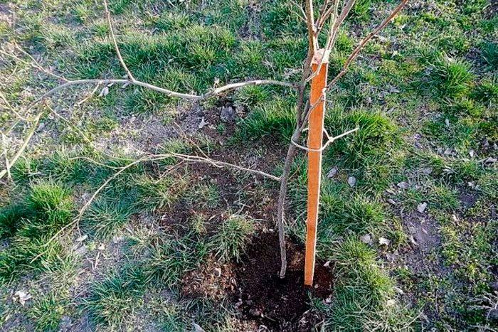 plantation de prune de cerisier