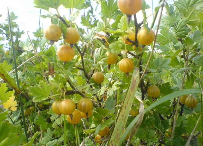 Stachelbeer Bernstein