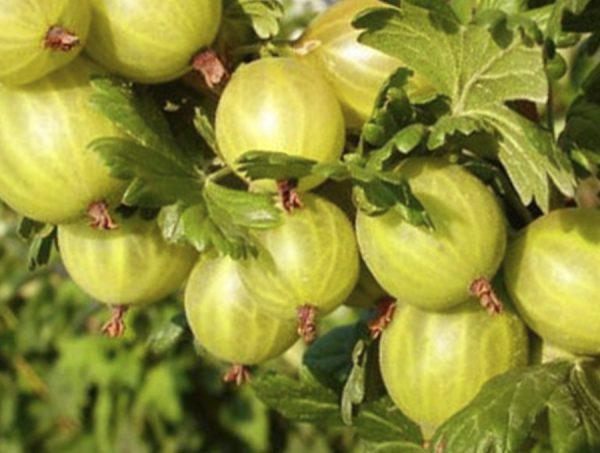 Stachelbeerfrühling