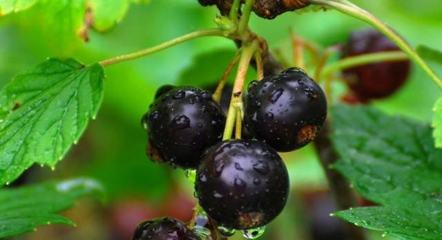 Johannisbeergrüner Dunst