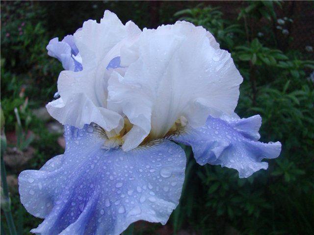 Blaue Iris