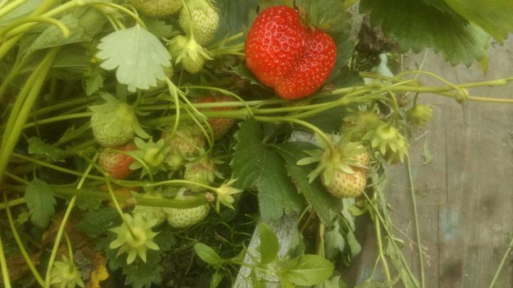 Erdbeer Mara de Bois