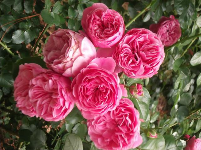 Rose von Leonardo da Vinci