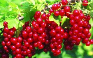 Description de la variété de groseille rouge Jonker van Tets, culture et entretien