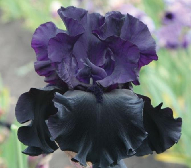 Schwarze Iris