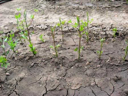 clémentis pour l'hiver