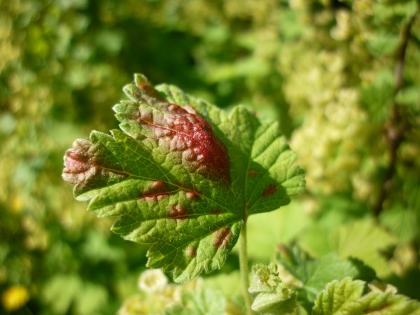 groseille anthracnose