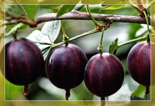 commandant de groseille à maquereau