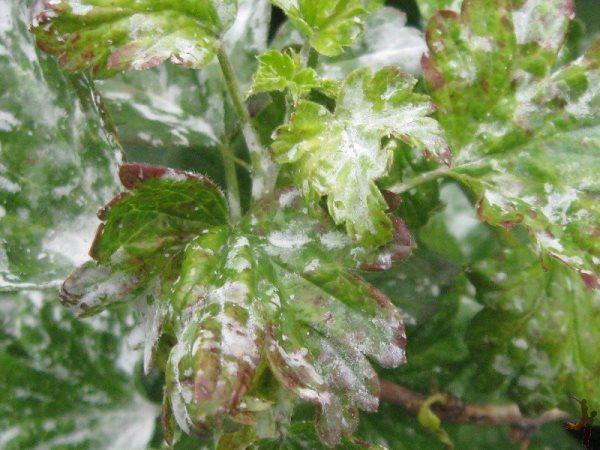 powdery mildew on gooseberries