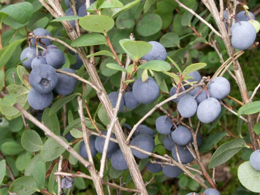 Garden blueberry diseases and their treatment, pest control methods