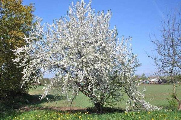 fleurir au printemps