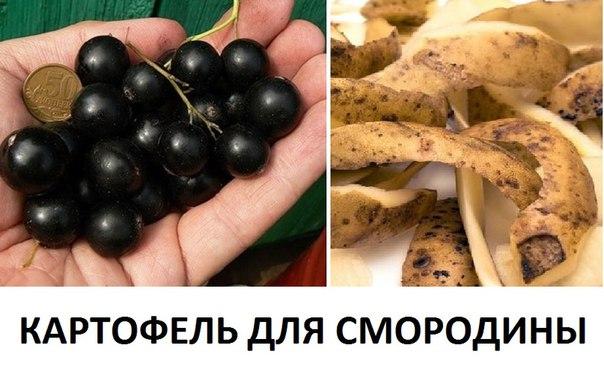 potatoes for currants