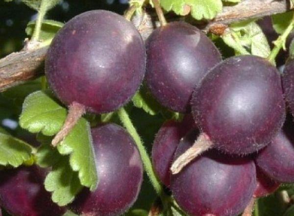 Stachelbeer-Harlekin