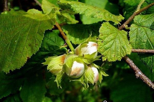 les noisettes mûrissent