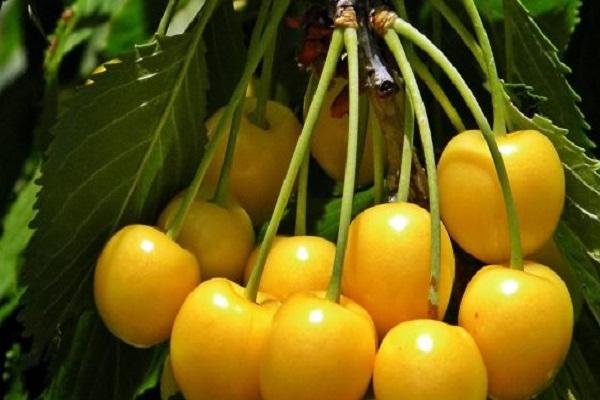 brindilles de fruits