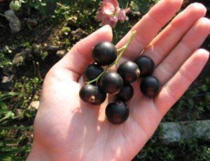 Description et caractéristiques des groseilles Vologda, culture et entretien