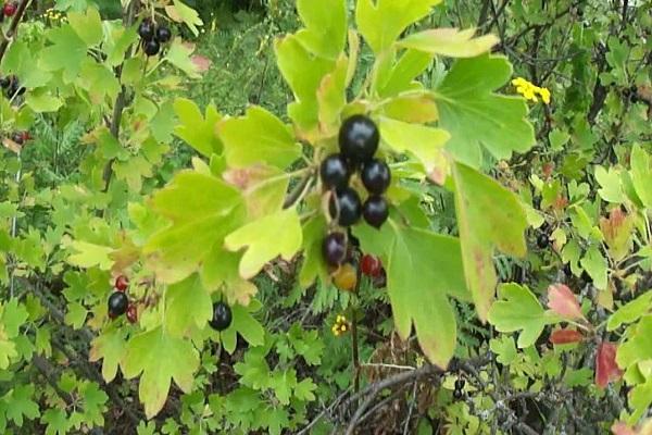 caractéristique de la culture