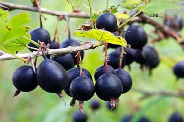 la couronne est formée