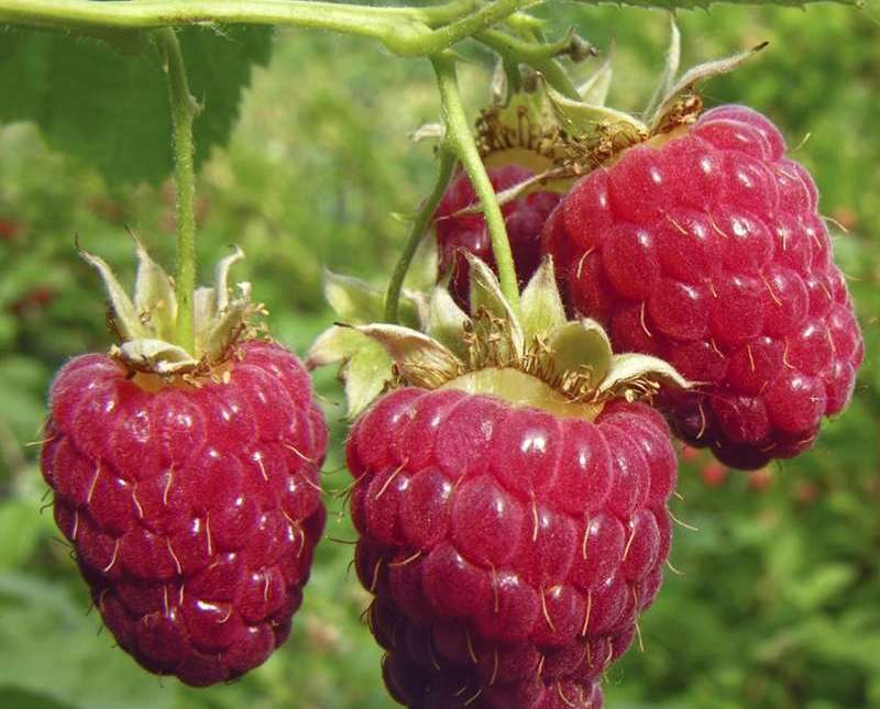 framboise hercules