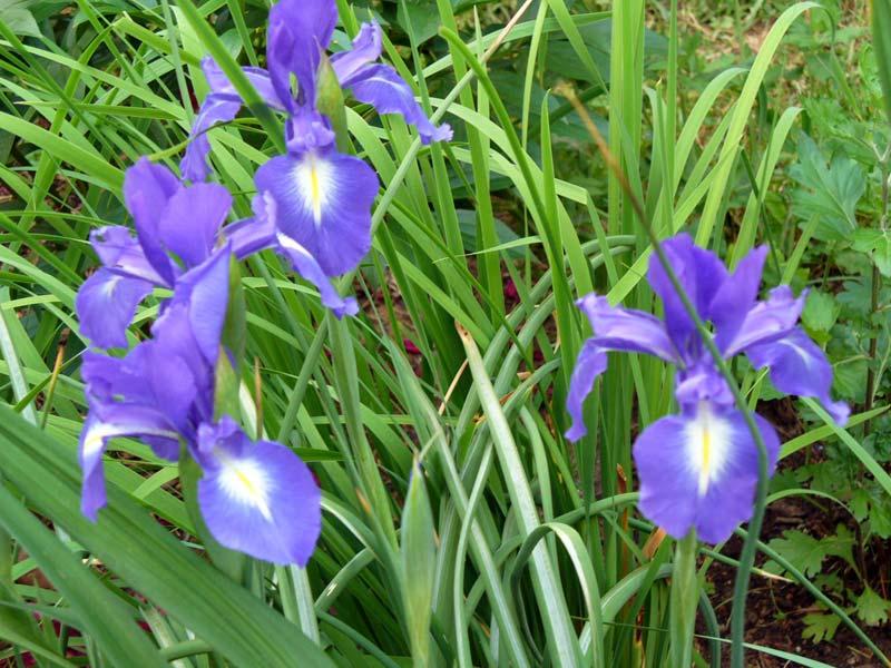 Iris Xyphyum