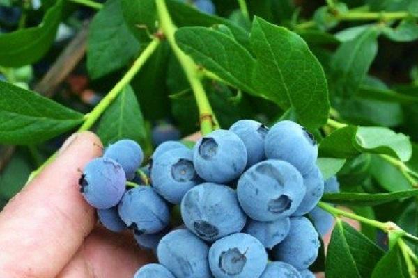 blueberry variety