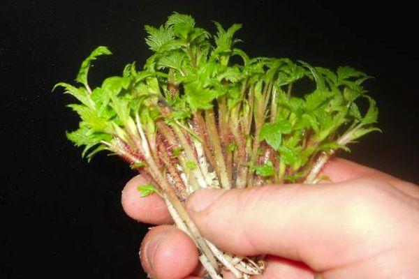 Brennnesselstecklinge