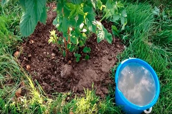 engrais dans un seau