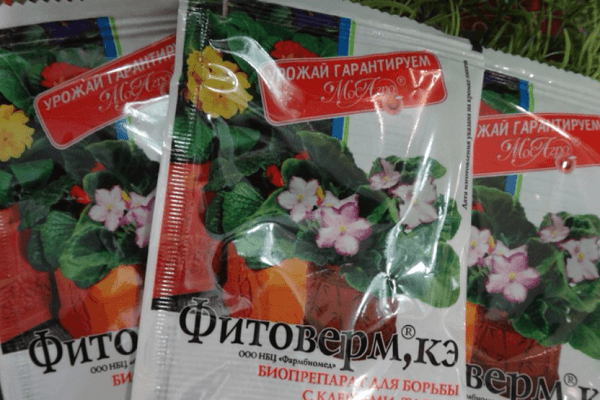 phytoverm des insectes