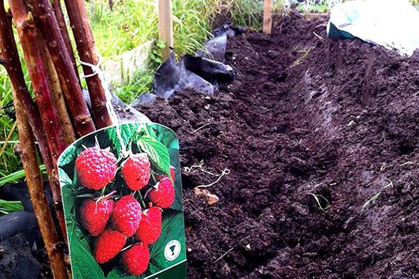 parterre de fleurs pour la plantation