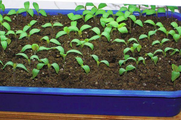 Pousses de framboise