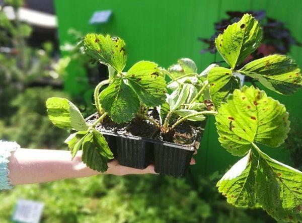 strawberry seedlings