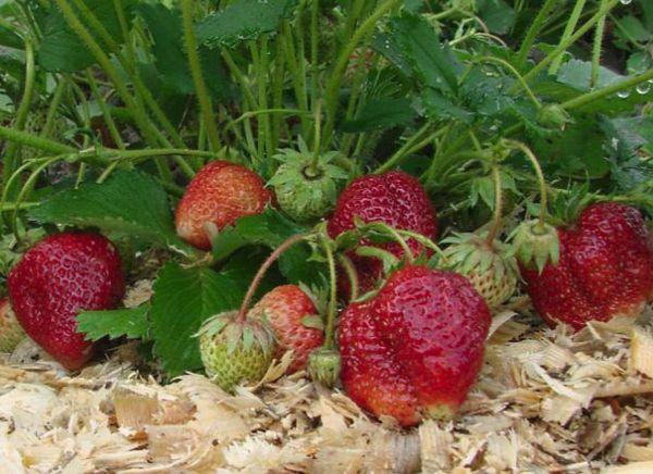 Mulching strawberries