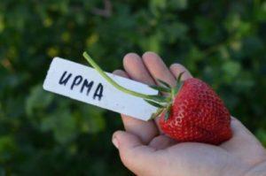 Description and characteristics of the Irma strawberry variety, cultivation and reproduction