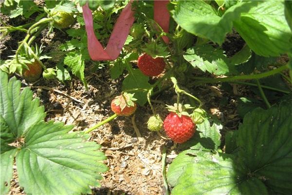 aus Ranken gewachsen