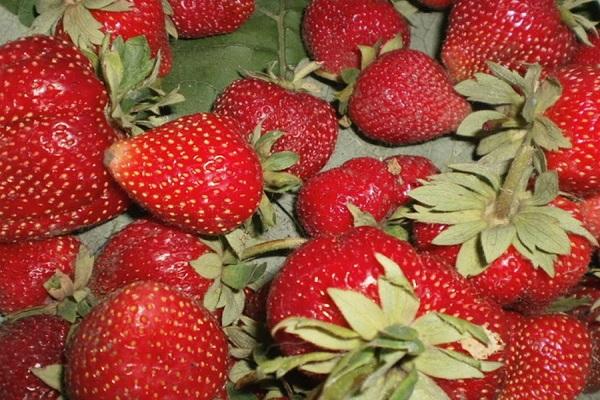 die Süße des Gartens