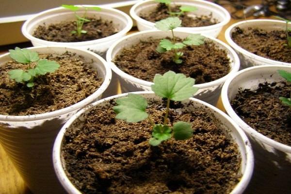 Reifung von Sämlingen